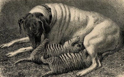 Kučka doji štence tigriće : slika iz 1871. godine