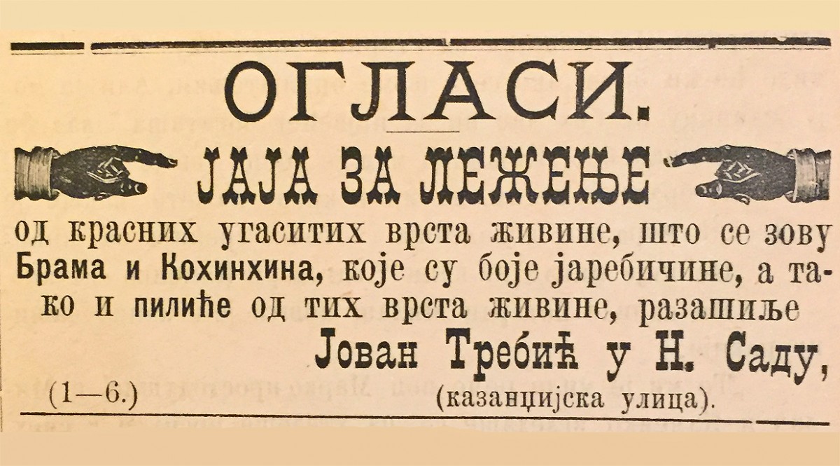 Oglas iz 1882: Jaja za leženje, Jovan Trebić iz Novog Sada