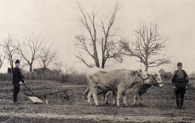 Oranje. Ralo i volovi (Narodno dobro Topčider, 1900)