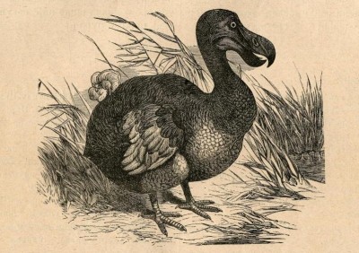 Ptica Dodo, ilustracija iz 1880. g.