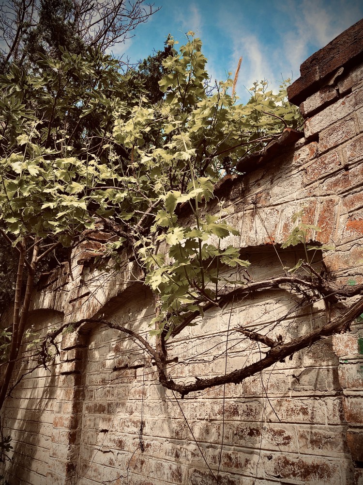 Stari zid sa vinovom lozom na Neimaru, Vračar